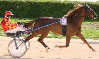 Electa Buzz