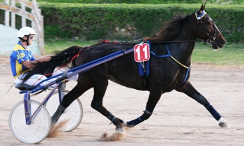 Loustic d'Apigne