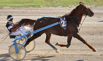 Loustic d'Anjou