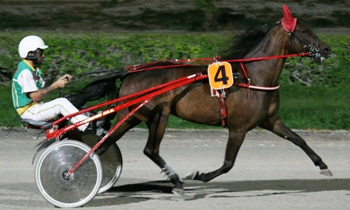 Piccola Zanzara
