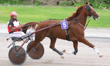 Nico d'Orme