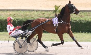Ninio Vici