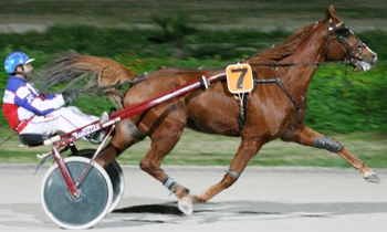 Okapi d'Avril