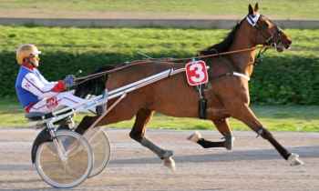 Melino du Rib