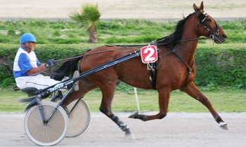 Jitterbug