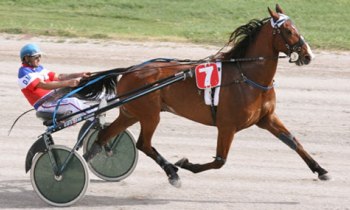 Max d'Avignere