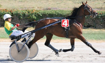 Urido Limburgia