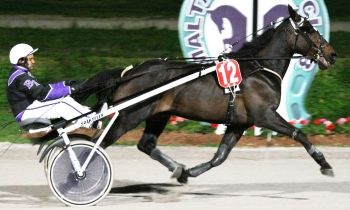 Nastown de Guez