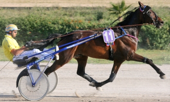 Oncle Collino