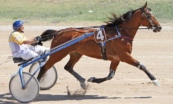 Noble d'Ete