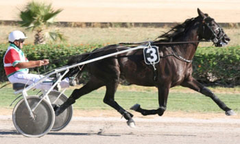 Prince d'Arcy