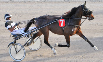 Ouistiti d'Anjou