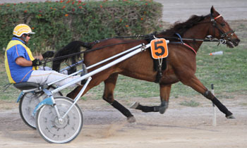 Quito du Reynard