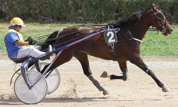 Orev du Reynard