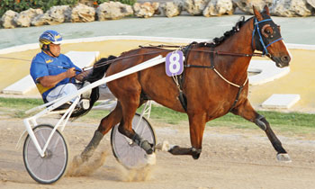 Quimoway d'Albizia
