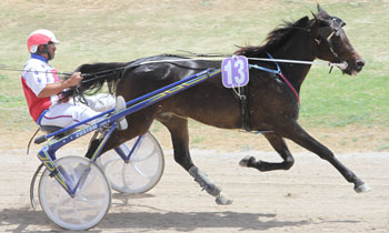 Sjohultets Tigra
