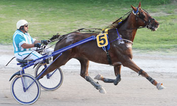 Prince de la Butte