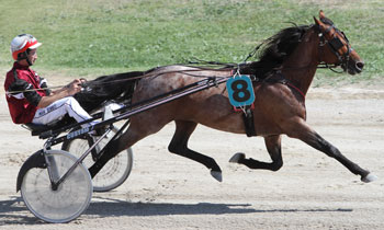 Aces Oliver