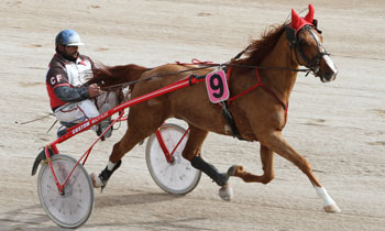 Rex du Braud