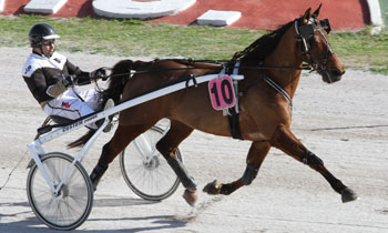 Rex du Rib