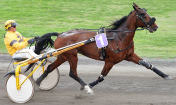Stuart des Noues
