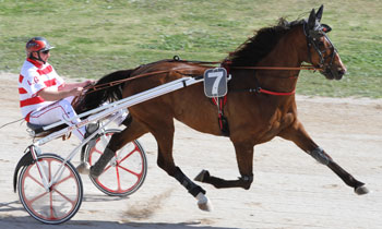 Rocco Darche