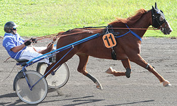 Bison Deladou