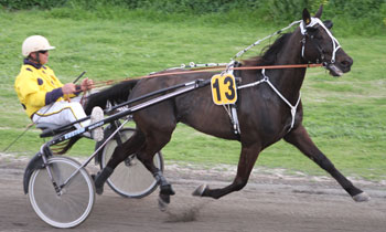 Otis del Sauro