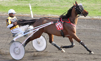 Vinci du Vautour