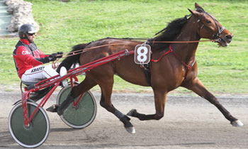 Bravad Hornline