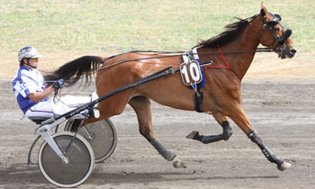 Tino du Pont
