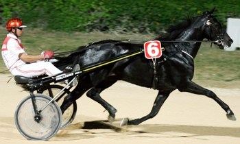 Regal Trot