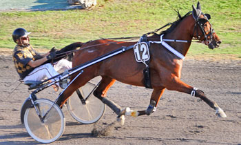Ulysse Royal