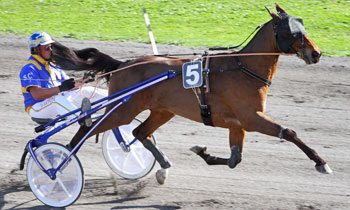 Tino de Tortiere