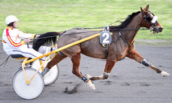 Vicson d'Occagnes