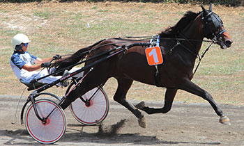 Baron Herold