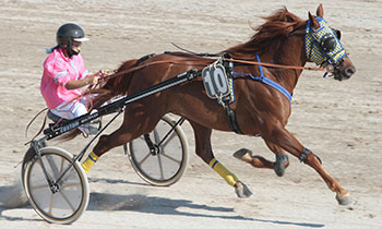 Vasco Dairpet