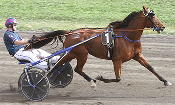Sugarboy Petoj