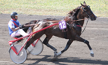 Volfoni du Plessis