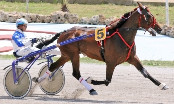 Newmarket Boy