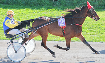 Kari Hollandia