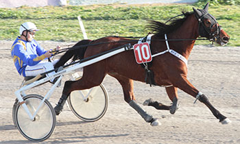 Bivo Torkdahl