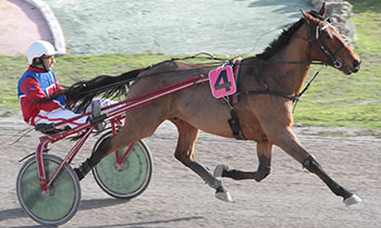 Aubrac du Rib