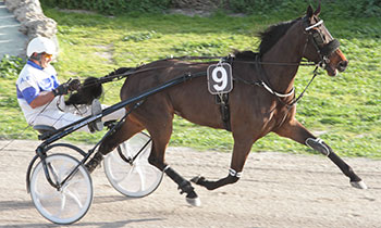 Heinz Heino