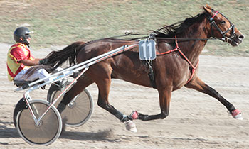 Cobra d'Ostal
