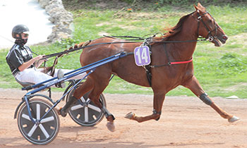 Darold du Plessis