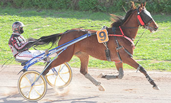 Falcon de l'Orbrie