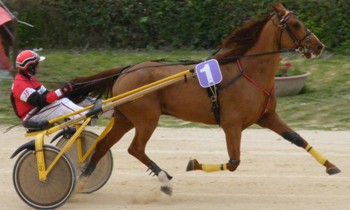 Kito d'Havaroche