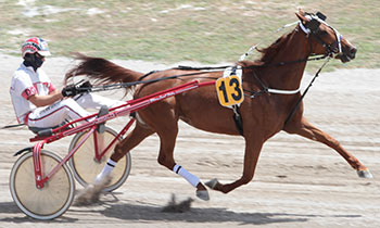 Goldikova Royale