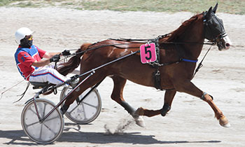 Akhal Teke